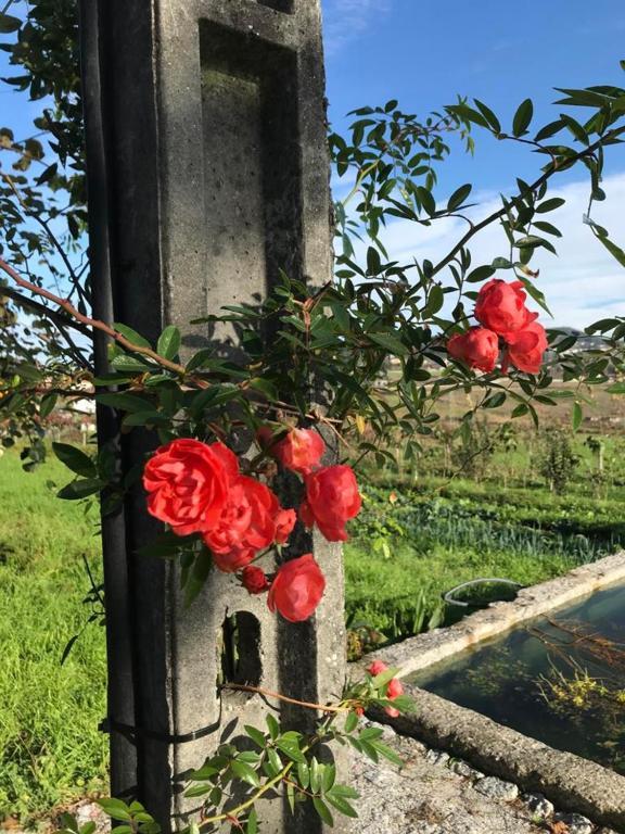 ギマランイス Quinta Do Pinheiroヴィラ エクステリア 写真