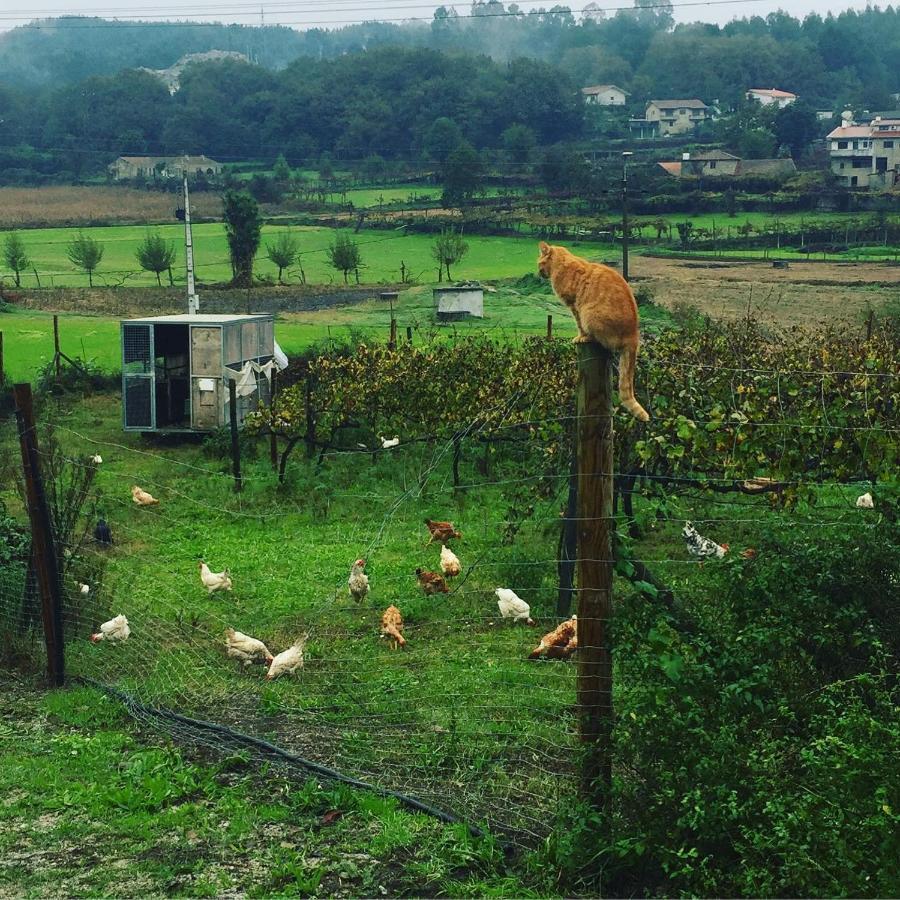 ギマランイス Quinta Do Pinheiroヴィラ エクステリア 写真